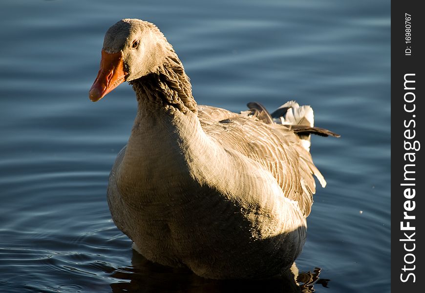 A domestic goose climbing out of a lake