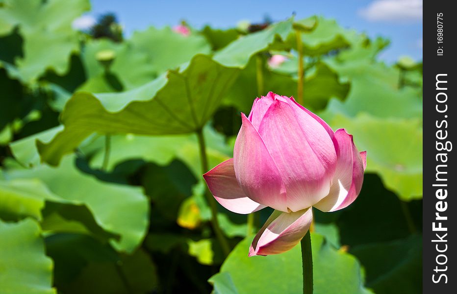 A lotus on a pond. A lotus on a pond
