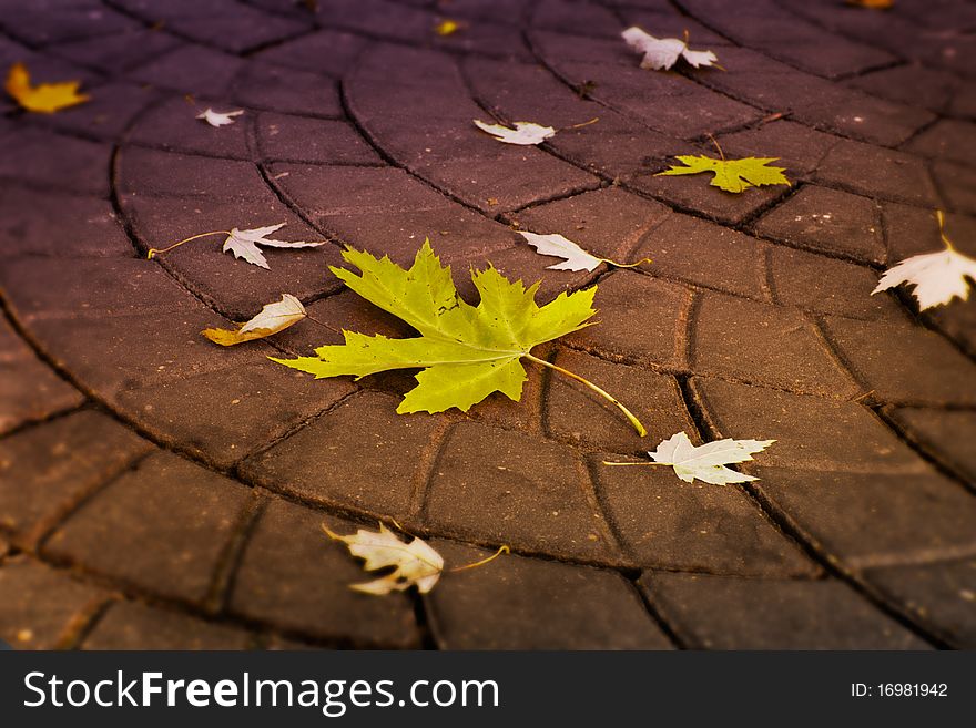 Close up shot of fallen leaf lying on the ground. Close up shot of fallen leaf lying on the ground