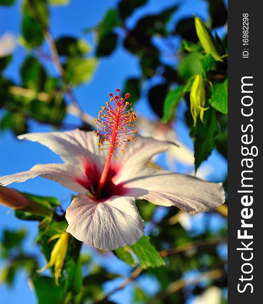 Beautiful Wild White Hibiscus Flower Outdoors