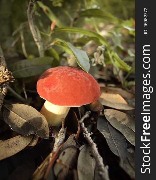 A red mushroom growing in a pile of dead leaves.