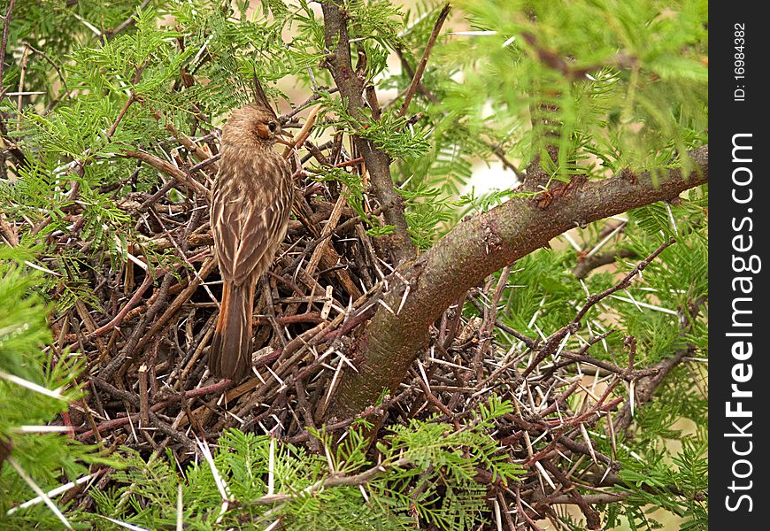 A bird building its nest with little branches with thorns. Common name: Lark-like Brushrunner (spanish: Crestudo). Scientific name: Coryphistera alaudina. Location: Merlo, prov. of San Luis, Argentina