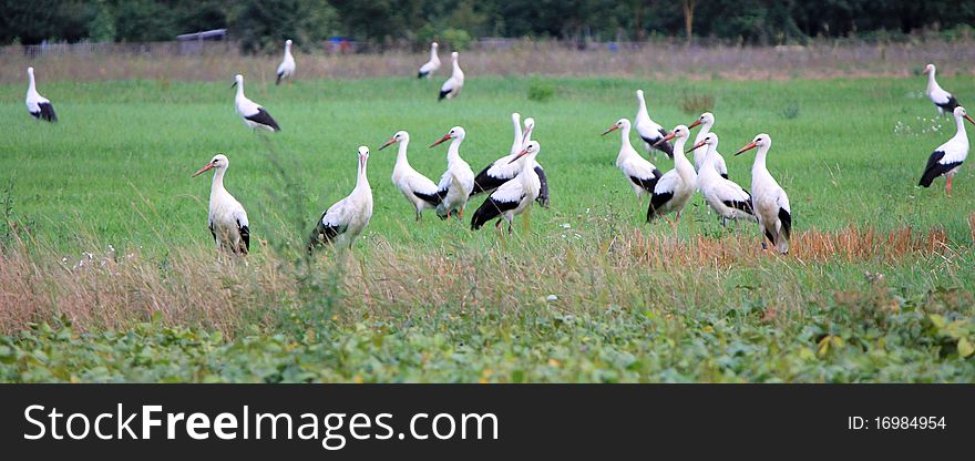 Storks and grass green and yellow