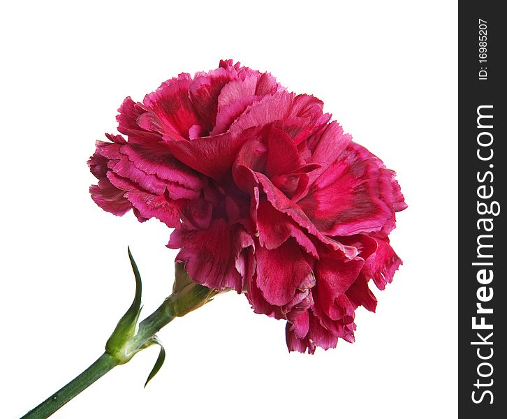 red carnation isolated on white