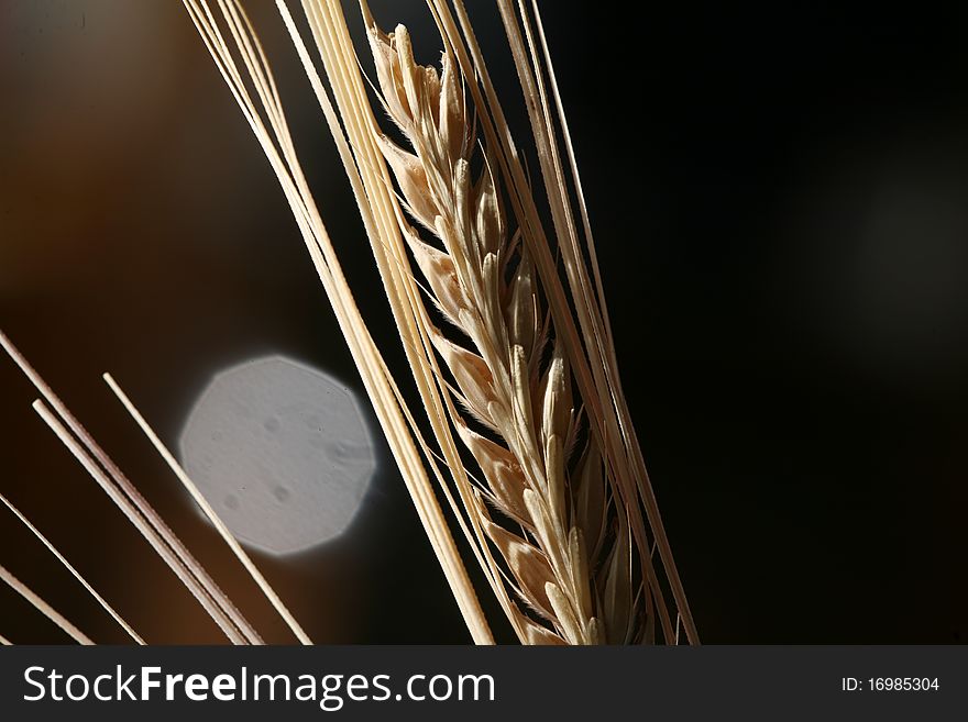 Close-up image of a grain of wheat. Close-up image of a grain of wheat