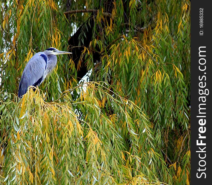 A Great Blue Heron rests in a Willow tree with yellow fall colors. A Great Blue Heron rests in a Willow tree with yellow fall colors.