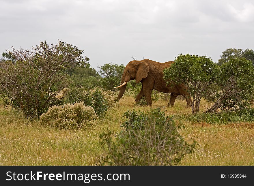 African elefant big wild mammal