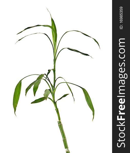 Lucky bamboo isolated on white background