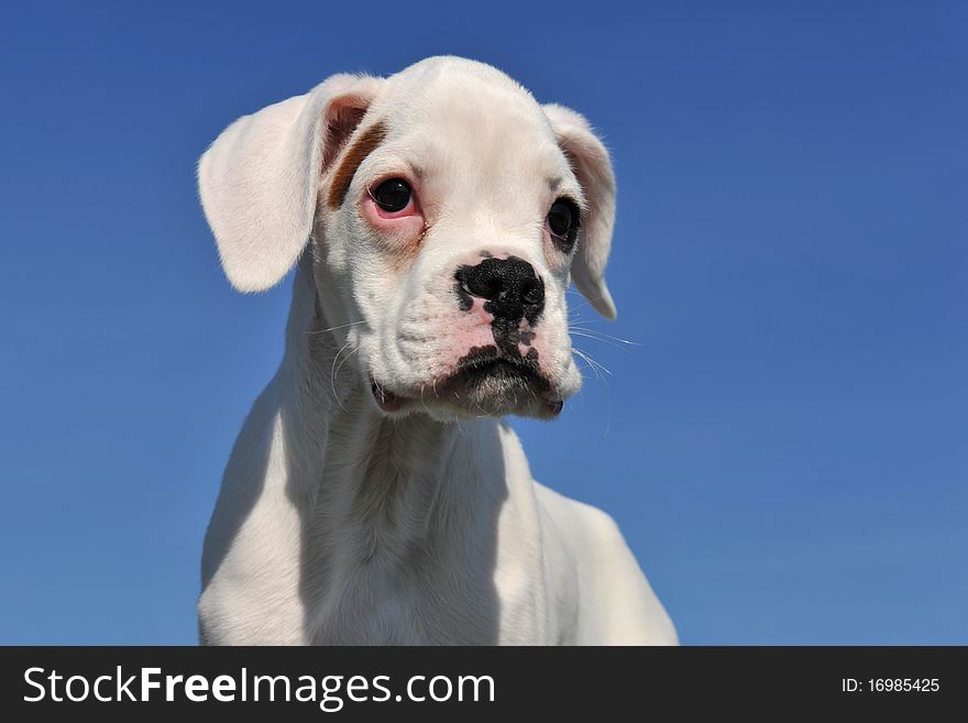 Purebred white puppy boxer in front of a blue sky