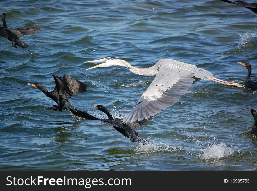 A flock of Comorants fly with a Great Blue heron