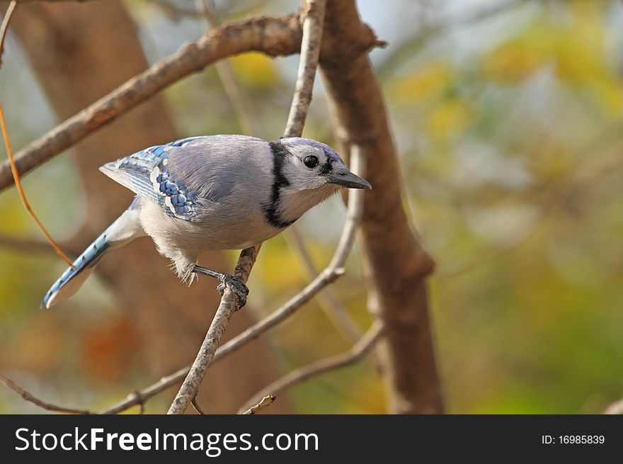 Blue jay, Cyanocitta cristata, perched on a tree branch with autumn colored background