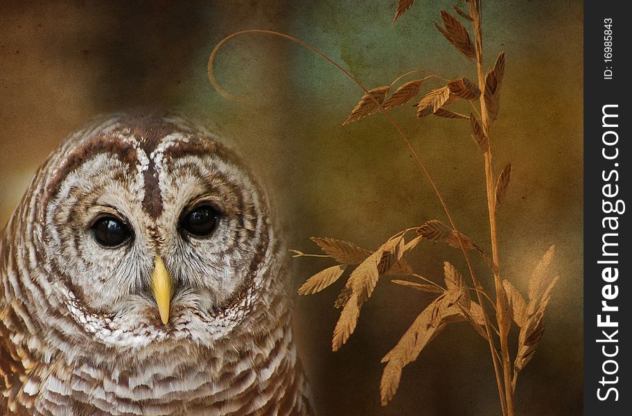 A composite of three images, a Bared Owl, Sea Grass and a colored background. A composite of three images, a Bared Owl, Sea Grass and a colored background