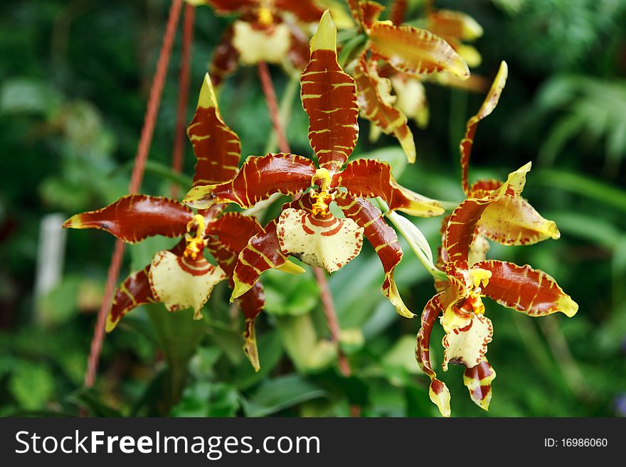 Brown orchid on background of the green foliage