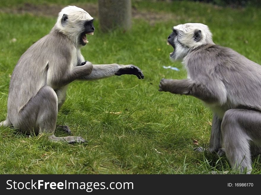 Two monkeys battling each other. Two monkeys battling each other