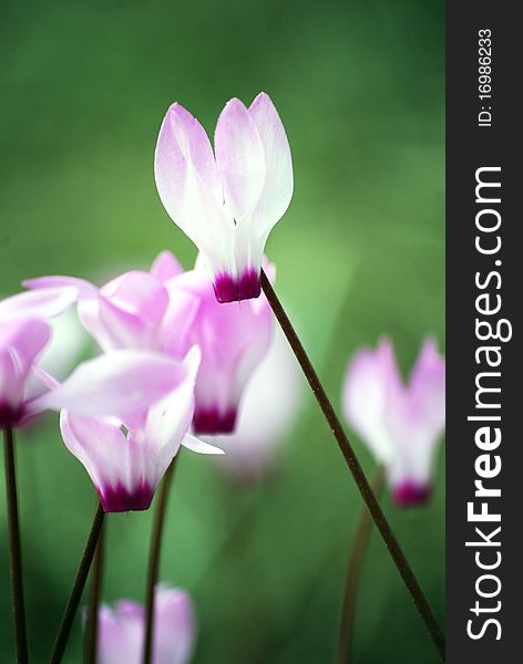 Beautiful pink cyclamen flowers