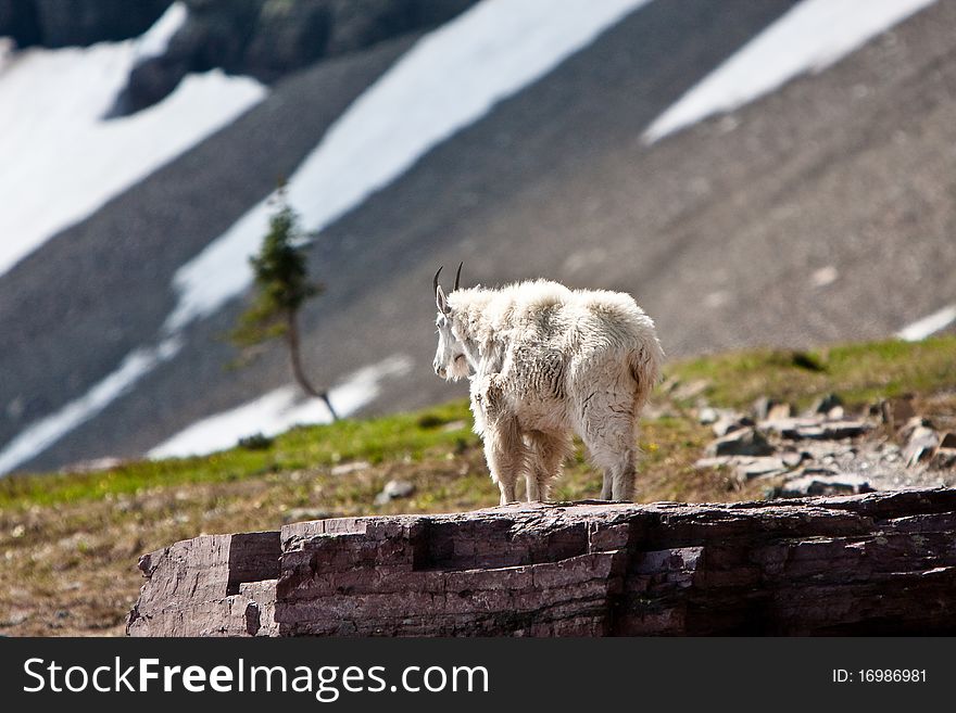 Lone billy mountain goat keeping watch while standing on large rock in Glacier National Park in Montana. Lone billy mountain goat keeping watch while standing on large rock in Glacier National Park in Montana