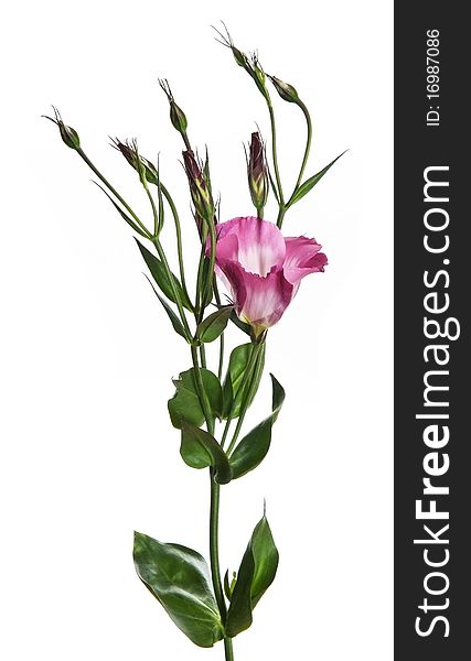 eustoma flower isolated on white