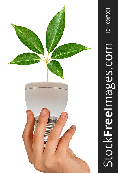 Tree seedling in lamp in hand