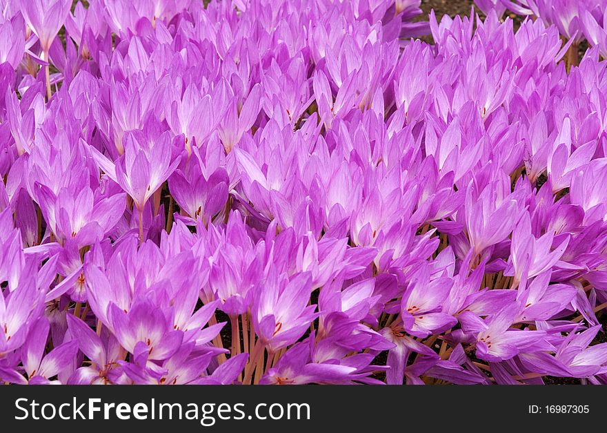 Flowerbed with violet colour crocus in the manner of background