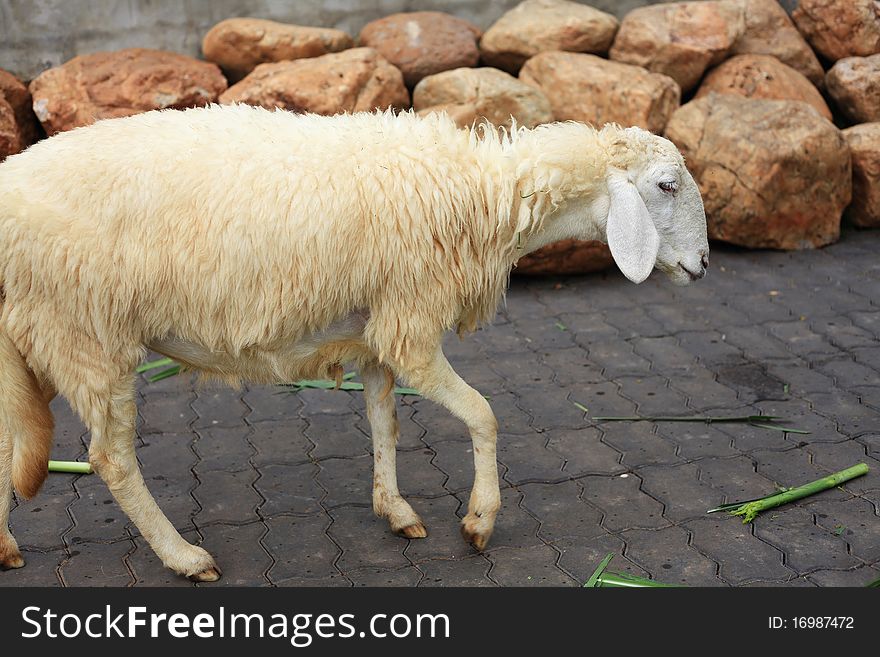 White sheep in the farm