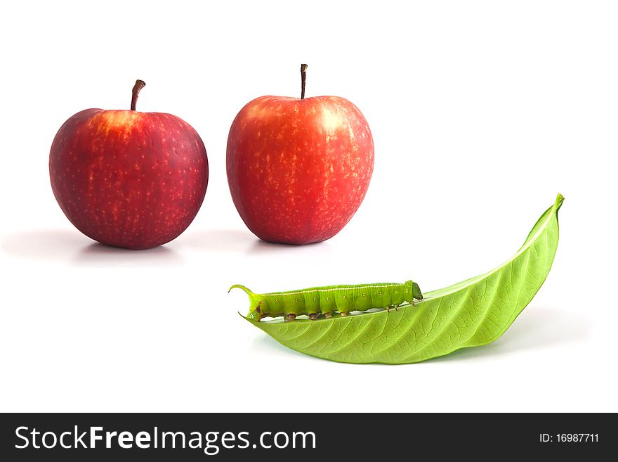 Apples with a showing worm on white. Apples with a showing worm on white