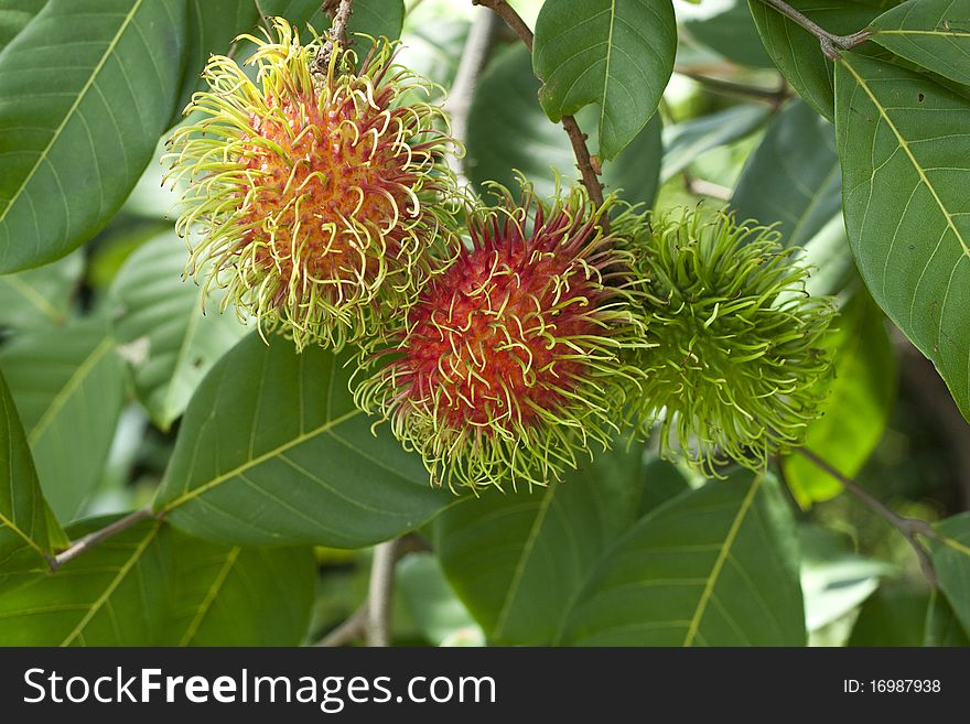 Close up of Rambutan fruits in Thailand