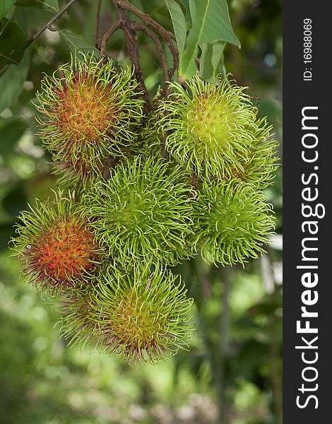 Close up of Rambutan fruits in Thailand