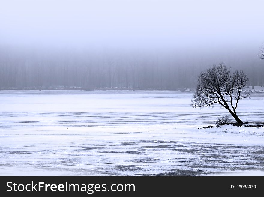 Single tree by the frozen lake in winter