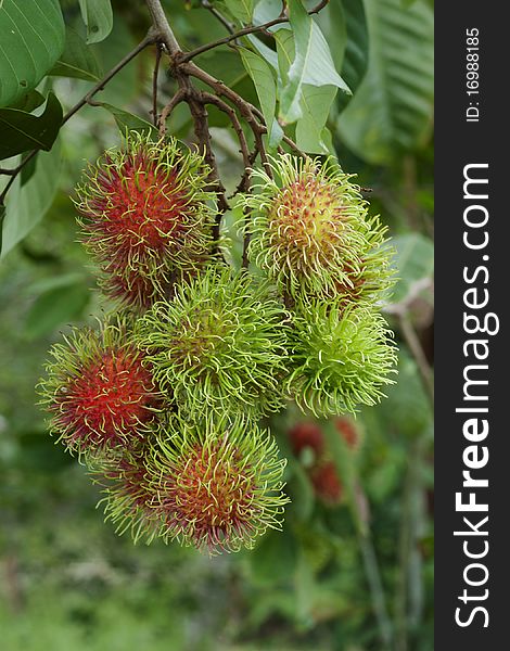Rambutan fruits on plant in Thailand