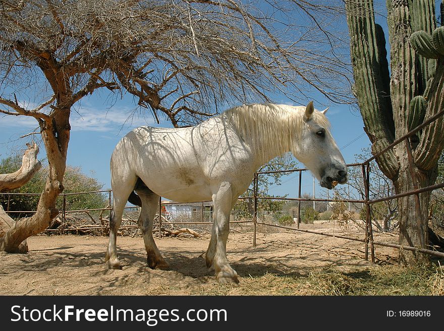 White draft horse in front of cactus in Mexico, eating