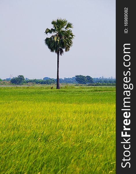 Rice field at Thailand. Coconut tree as background.