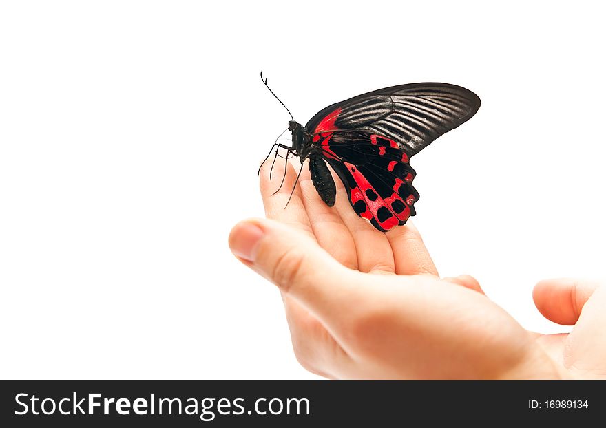 Black and red butterfly on man's hand. Studio shot. Black and red butterfly on man's hand. Studio shot