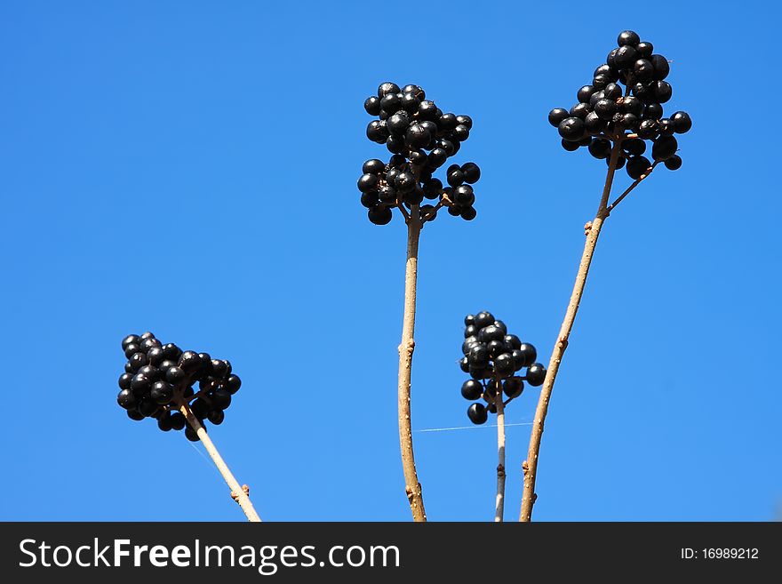 Close up view from some wild black fruits with blue sky. Close up view from some wild black fruits with blue sky