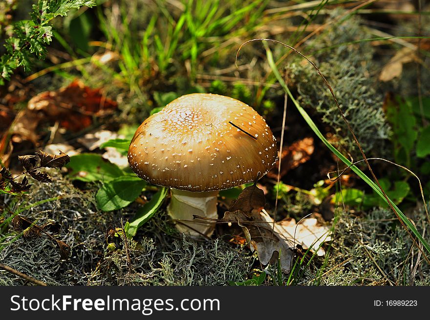 Mushroom with leafs, in the forest