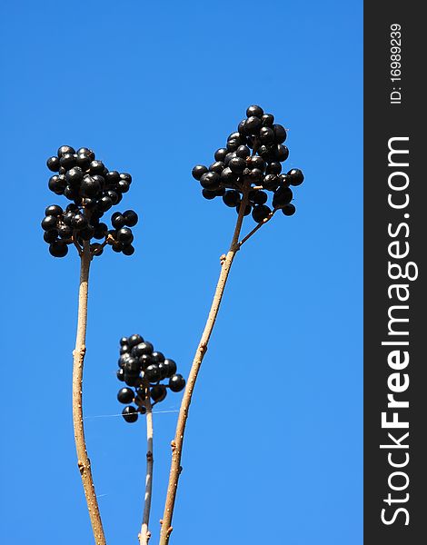 Close up view from some wild black fruits with blue sky. Close up view from some wild black fruits with blue sky