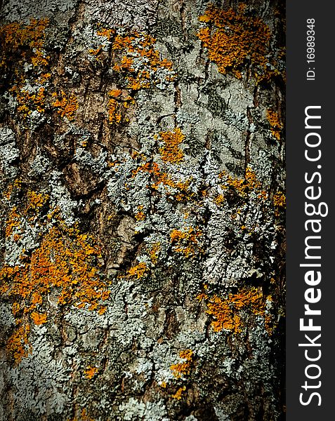 Moss Bark Wooden Texture