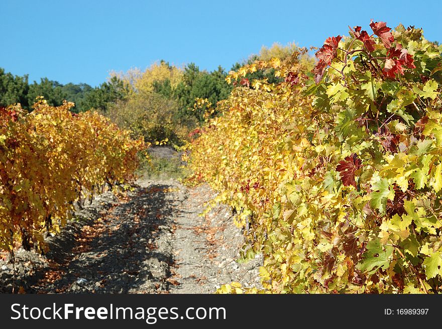Autumn (red and yellow) vineyard in Crimea,Ukraine. Autumn (red and yellow) vineyard in Crimea,Ukraine