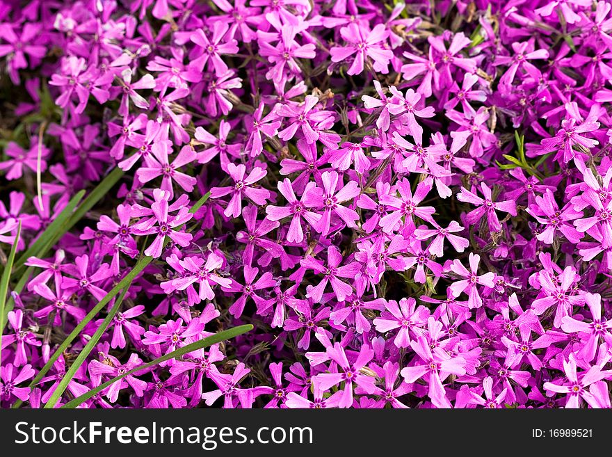 Violet flowers for decoration over background