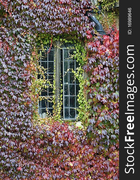 Autumn, october, and creeper around window. Building from Oxford, Oxfordshire, England. Autumn, october, and creeper around window. Building from Oxford, Oxfordshire, England.