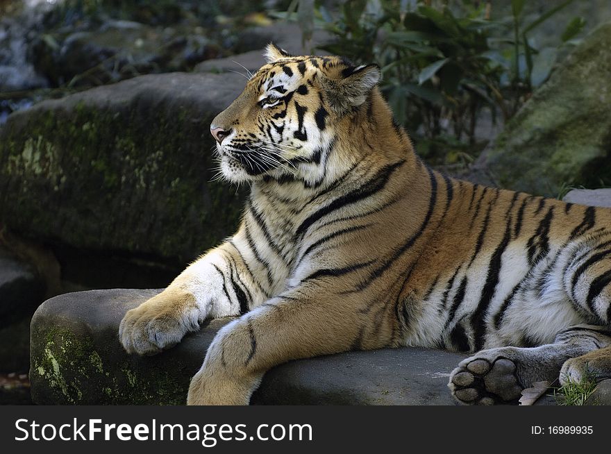 A tiger encountered in an asian forest