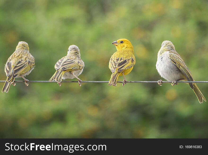 Four little colorfull birds on a cable, singing with harmony. Four little colorfull birds on a cable, singing with harmony.