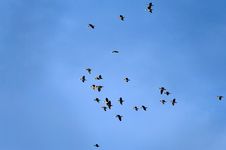 Birds In Flight Royalty Free Stock Images Birds In Flight Royalty Free Stock Images