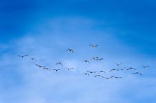 Birds In Flight Stock Images