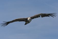 Griffon Vulture , Gyps Fulvus Stock Photo Griffon Vulture , Gyps Fulvus Stock Photo