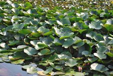 Water Lilies Royalty Free Stock Photos Water Lilies Royalty Free Stock Photos