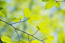 Green Leaves Royalty Free Stock Image Green Leaves Royalty Free Stock Image