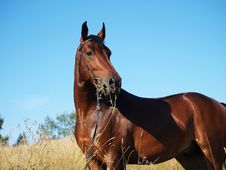 The Bay Horse In Field Stock Image