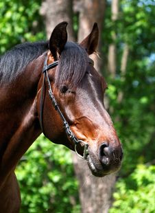 Portrait Of The Bay Horse Stock Images