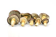 Boletus Mushrooms Royalty Free Stock Photo Boletus Mushrooms Royalty Free Stock Photo