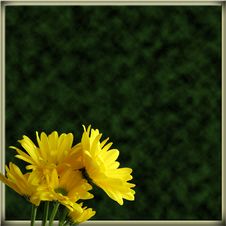 Yellow Daisies Border On Green Stock Photos Yellow Daisies Border On Green Stock Photos
